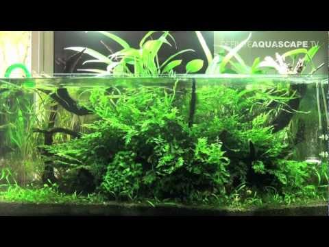 Aquascape - Planted tank 110x50x50