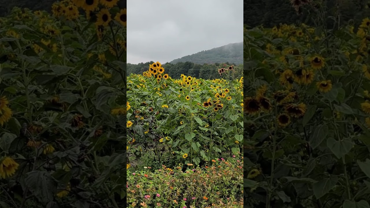 Sunflowers, Rouville