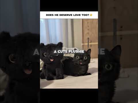 Smallest Kitten Alive Struggles With Sverything 😭