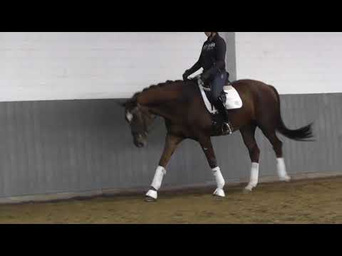 Weidenhof-Verkaufspferd: "TEDDY BÄR" 4j. Hannoveraner, 172 cm