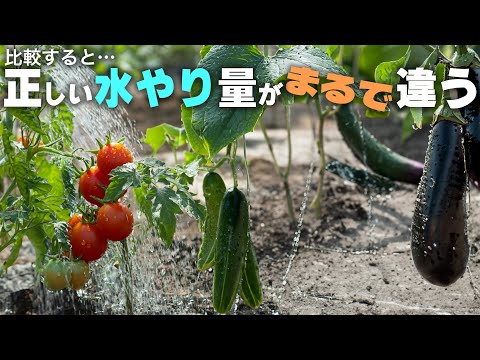 ペパロニとチリの乾燥: これが最良の結果を得る方法です 植物