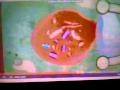 Pbs Kids Ident Insects In Reversed