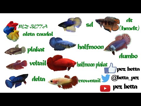 pez betta hembra tipos de cola