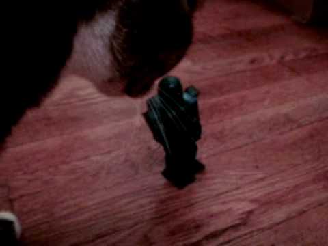 cute kittens * noa & ash * ROBOT vs CATs