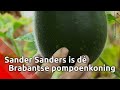 Pompoenkoning van Brabant laat zien dat er meer is dan alleen de Halloween-pompoen