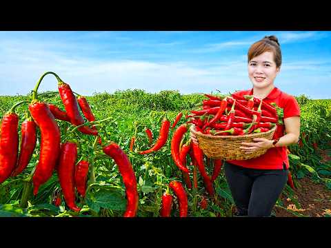 Cosechar De Pimientos Rojos y Bagre Para Vender En El Mercado | Huong Daily Life