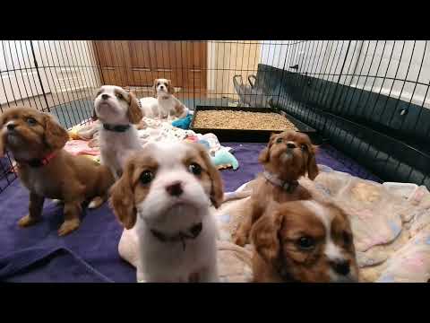 Cavalier Puppy Live Stream