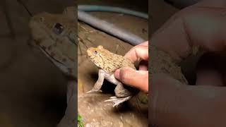 Download lagu Funny frogs Catching |Wep wep catching frogsfunny |boing catch frogs make you laugh #shortsfeed mp3