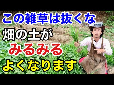 秋に家庭菜園の草取りをする理由と方法は？雑草に別れを告げるために知っておくべきことすべて  庭園