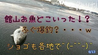 館山周辺ショゴの報告多数！？でもほとんど・・・【釣りっぱり】