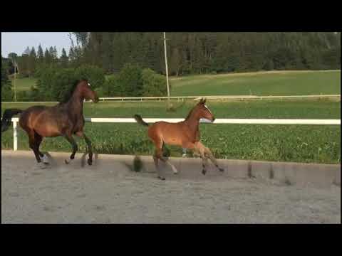 WEINGOLD   Escolar x Lauries Crusador