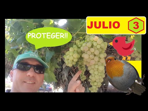 , title : '👨‍🌾 APRENDE Cómo PROTEGER las UVAS 🍇 de los PÁJAROS 🐦 --▶ 2 TRUCOS que NO CONOCES [FUNCIONA]'