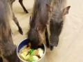 Baby Warthogs