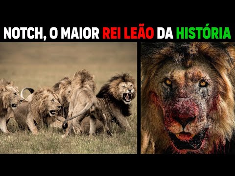 Leão -  NOTCH MAIOR LEÃO DA HISTÓRIA DOS LEÕES