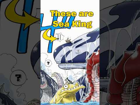 One Piece - Difference between Sea Kings and Sea Beasts #onepiece #anime #animecharacter