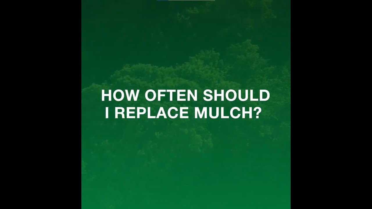 How Often Should You Replace Mulch