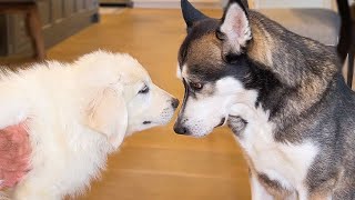 Wolfe HATED Meeting My Foster Husky Puppies...