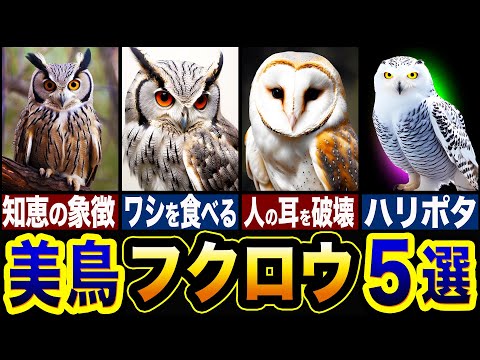 ストリックスはさまざま