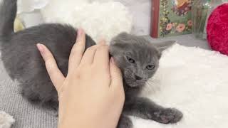 ロシアンブルーの動画02