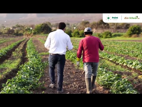 Point Andina: Innovación que transforma el agro peruano (VIDEO)