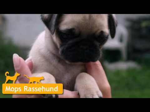 Mops Welpen in Furth im Wald