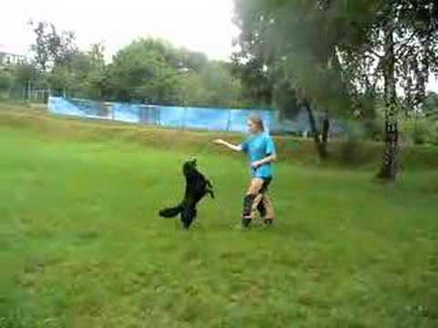 I and my dog - dogdance