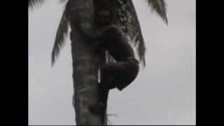 preview picture of video 'ArbY28 - Palm tree topping.mp4'