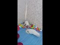 Eksperimen 2 Jam Ngawasin Kucing With Samsung Note 10 Plus Kucing Lucu Kucing Imut