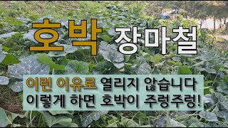 호박 장마철 이런 이유로 열리지 않습니다 이렇게 하면 호박이 주렁주렁! #장마철 호박 많이 맺히는 방법.