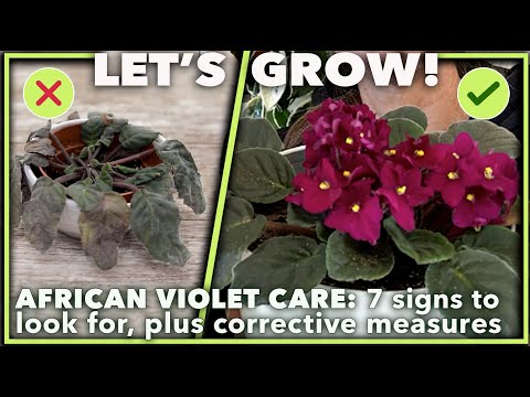 AFRICAN VIOLET RESCUE:  7 silent killers and how to avoid them!