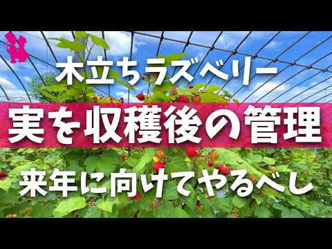 ラズベリーの茂みを剪定する時期と最善の方法は？ 2023 年の冬に実践すべきすべての正しい行動  庭園
