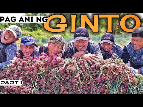 EP899-P1 - Pag-Ani ng Sibuyas