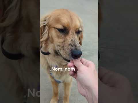 WMK9-Well Mannered K9 LLC video.