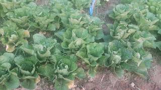 Xyaum cog saub zo moo oo zoo heev