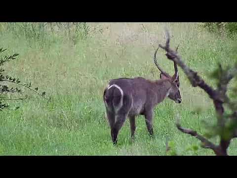 Djuma: Waterbuck bull - 16:43 - 01/06/21