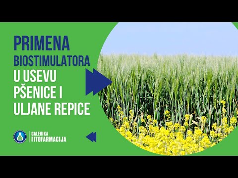 CHOPIN Evolution — Veoma Važan BIOSTIMULATOR koji se koristi u Proizvodnji Pšenice i Uljane Repice