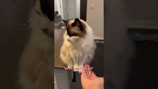 The cat can talk🐱#cats #lovecats #catvideos #catlover #catshorts #CatShorts #cat #funnycats