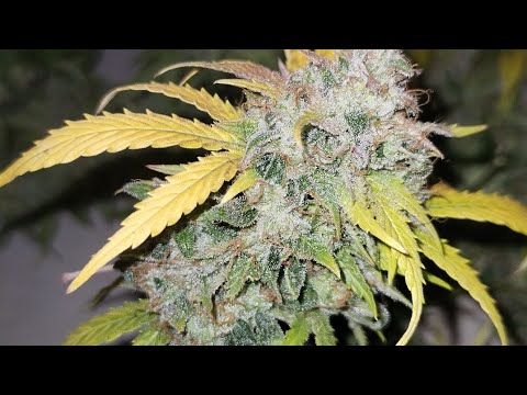 Cosecha de Marihuana Hidropónica | Auto Kryptonite del banco Pyramid Seeds