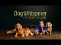 Non Stop Dog Whisperer With Cesar Millan Watch Full TV Episodes And Join Our LIVE Chat