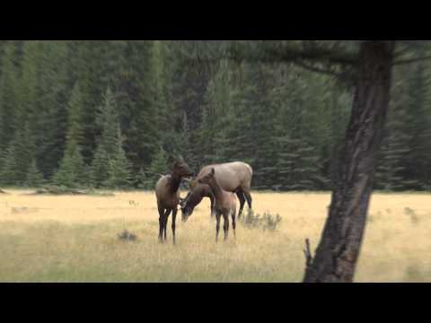 Banff 2011 Summer of Animals music by Steb Sly 