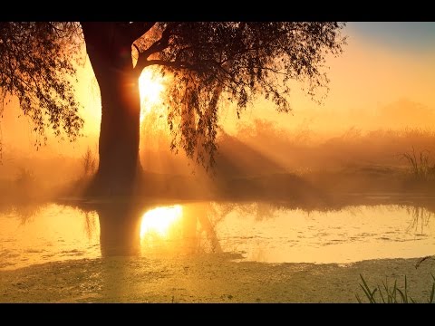 8 Hour Sleep Music, Calm Music for Sleeping, Delta Waves, Insomnia, Relaxing Music, ☯169
