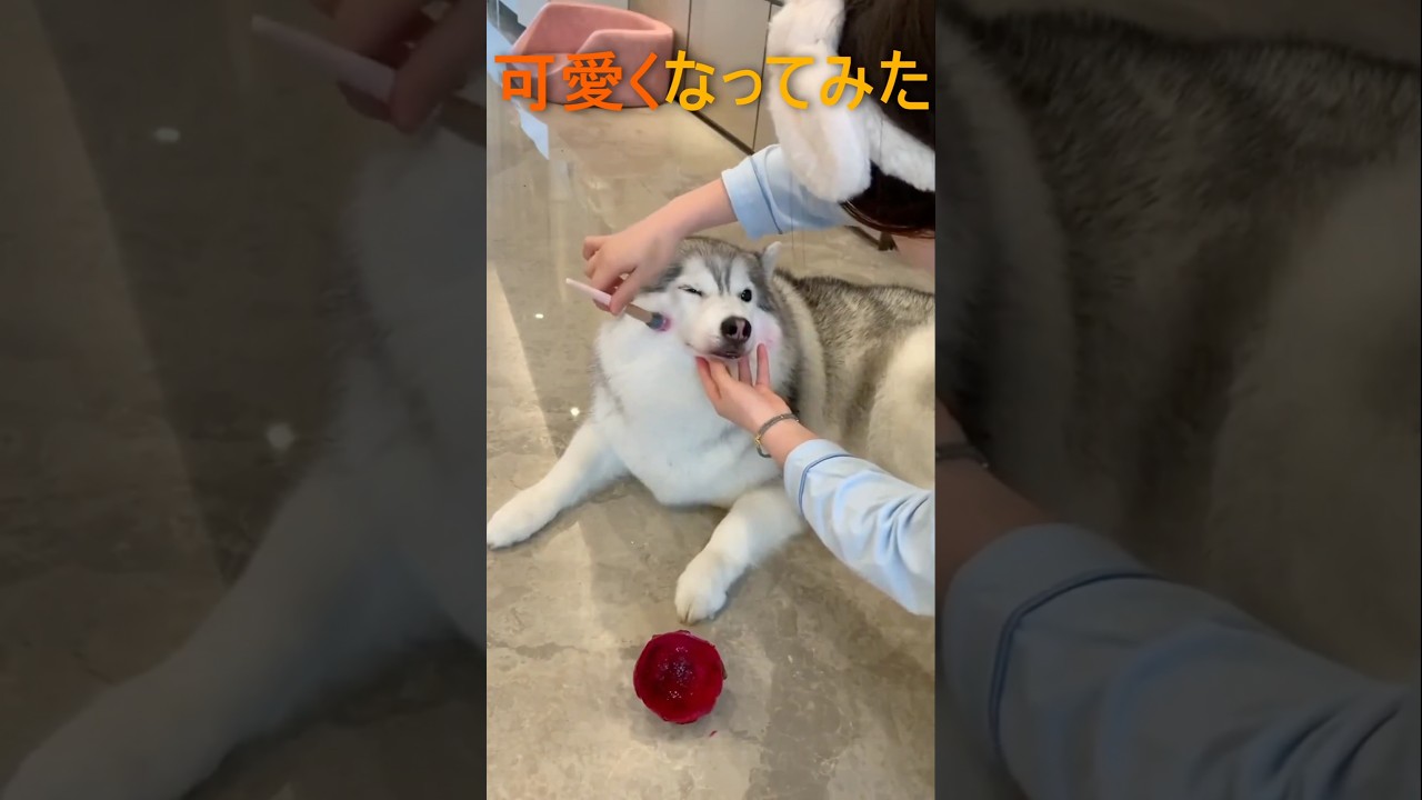 可愛くなってみた#犬 #癒し