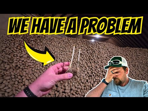 We Found a Big Problem in the Potato Cellar…