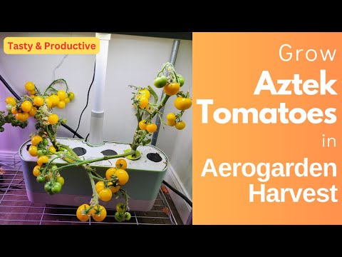 Aztek Micro Dwarf Cherry Tomatoes in Aerogarden Harvest Hydroponics Growing System, Sweet and Tasty