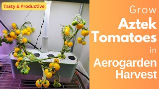Aztek Micro Dwarf Cherry Tomatoes in Aerogarden Harvest Hydroponics Growing System, Sweet and Tasty
