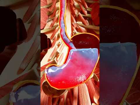 What Happens If You Drink Too Much Water Fast😮 #short  - Creativelearning3d