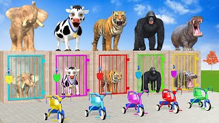 Long Slide Game With Cow Elephant Gorilla Hippopotamus Tiger 3d Animal Game Funny 3d Animals