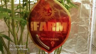 Dr. Grinspoon - look at the plant structure day 29 of flower