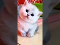 My Cute Baby Cat Whatsapp Status Good Morning Short Video Short Cat Cat Lover Pet Petlover