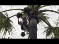 Palm Juice Natural Wine Extraction Of Plam Juice Natural Alcohol Village Plam Tree Juice